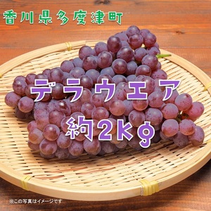 多度津町白方特産　デラウェアぶどう【令和8年7月上旬より発送！予約受付中】【B-20】