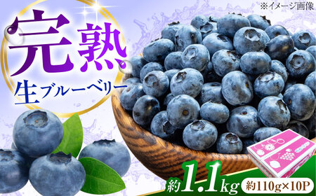 ブルーベリー 生ブルーベリー110g×10 フルーツ 果物 BJBG004