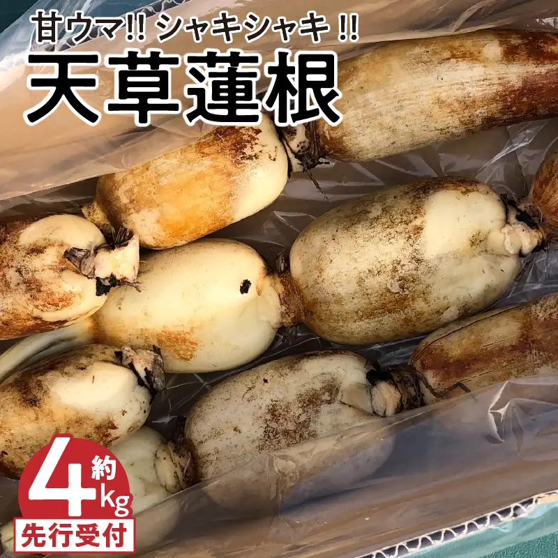 S089-010_天草蓮根　約4キロ