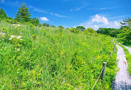 【八島湿原 ぐるっとウォーク】～花と生きものたちとの出会い　癒やしの湿原めぐり～ツアー参加券３名様分／八ヶ岳登山企画 ハイキング 体験 アウトドア 子供 チケット 観光 長野 諏訪【88-06】