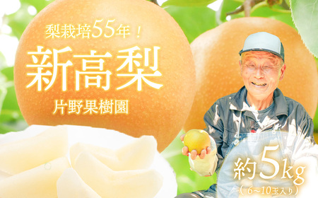 新高梨 約5kg 09月下旬発送  梨 先行受付
