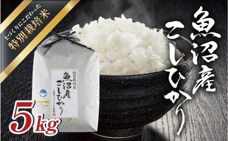 令和7年産 魚沼産 コシヒカリ 特別栽培米 5kg 米 こしひかり お米 コメ 新潟 魚沼 魚沼産 白米 送料無料 新潟県産 精米 産直 産地直送 契約農家 お取り寄せ 魚沼三昧 川治米店 新潟県 十日町市 もちもち 