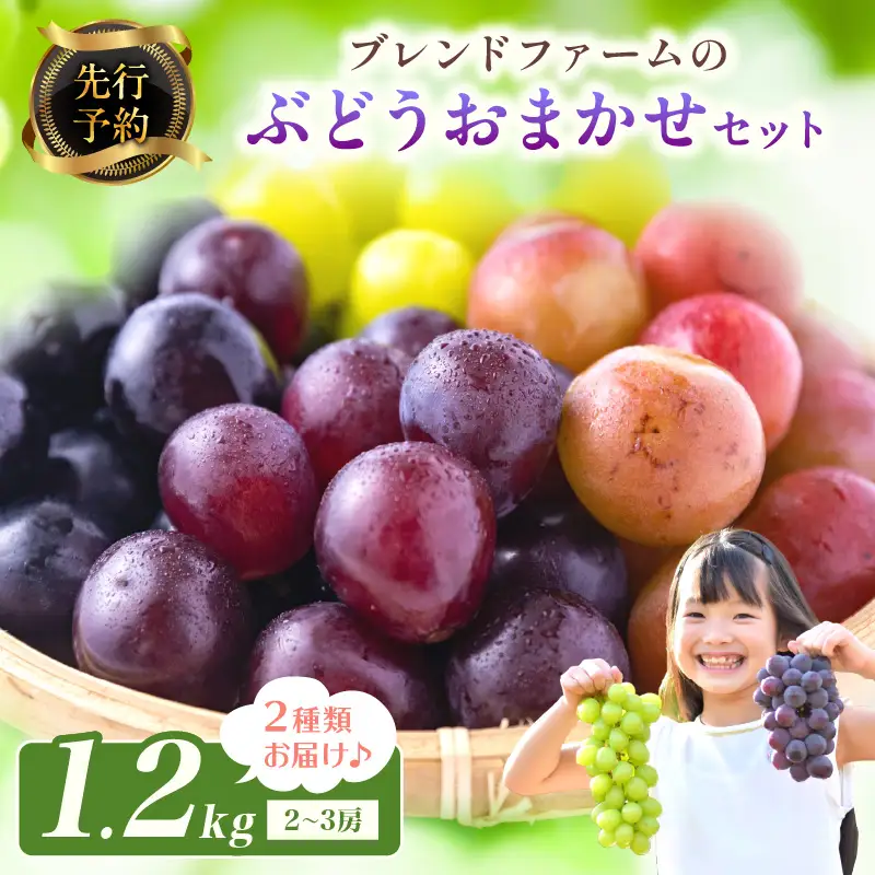 【先行予約】ブレンドファームのぶどういろいろおまかせセット（2026年8月下旬～発送） | ぶどう