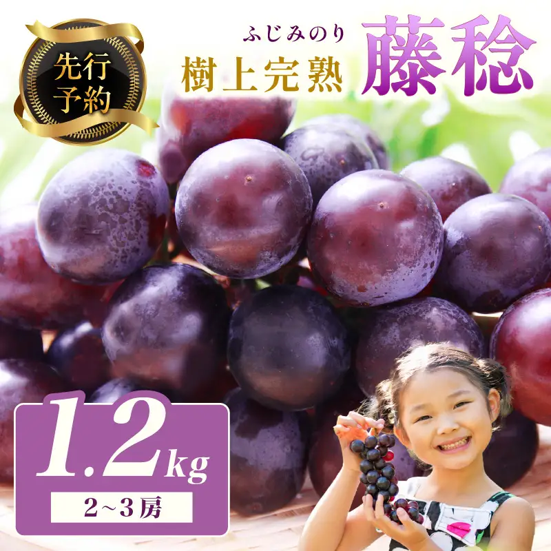 【先行予約】樹上完熟藤稔 1.2kg（2～3房入り）（2026年8月中旬～発送） 大粒 甘い 巨峰種 ふじみのり フルーツ 果物 ふるさと納税 ぶどう グレープ 農家直送 果樹園直送 生産者応援 農家応援