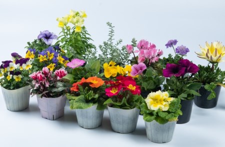 MS-80　季節の花の詰め合わせ【10月以降発送】