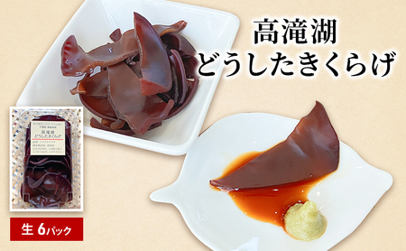 高滝湖どうしたきくらげ 生6パック 防空壕きくらげシステム導入 野菜 きのこ 生キクラゲ 肉厚 食材 料理 調理 炒め物 スープ 国産 国産野菜 国産きくらげ 