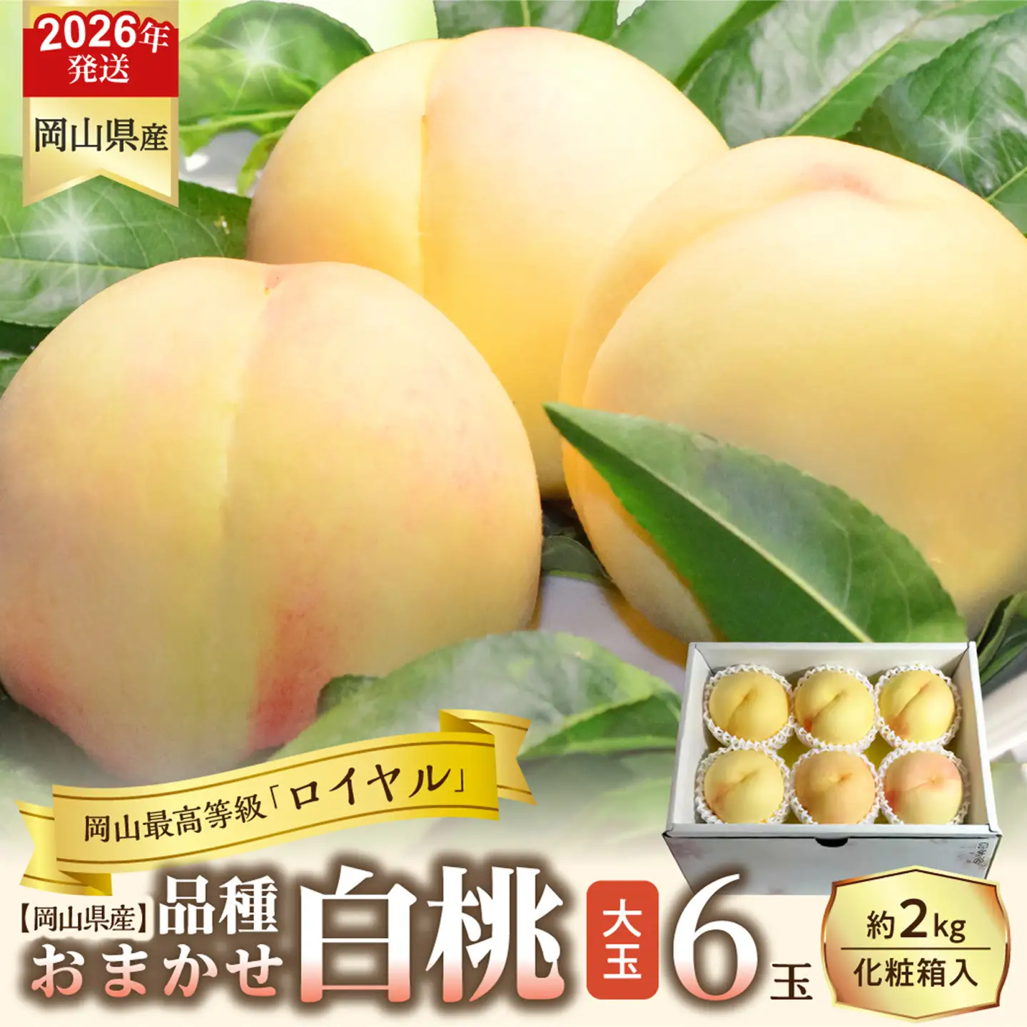 【令和８年発送分】岡山県産 白桃「ロイヤル」大玉6玉（令和8年7月から8月頃発送）【桃】