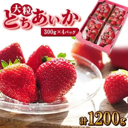 いちご生産量日本一栃木県産【春いちご】大粒『とちあいか』(300g×4パック)_いちご 苺 とちあいか 大粒 食べ比べ 人気 おすすめ 送料無料 贈答 ギフト 栃木 佐野 冷蔵 春いちご_【配送不可地域：離島】【1495823】