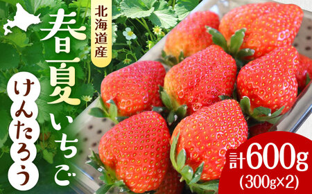 先行予約 2026年5月以降順次発送 春夏イチゴ けんたろう 600g いちご 苺 北海道 [AXBT001]
