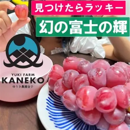 【見つけたらラッキー】この時期しか食べれない数に限りのある希少品種富士の輝2026年9月下旬より発送【配送不可地域：離島】【1495749】