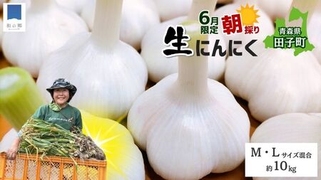 令和8年産朝採り直送！田子（たっこ）生にんにく約10kg（青森県田子町産にんにくM～Lサイズ混合）