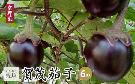 【2026年6月発送】賀茂茄子 6個 1.5kg 【 国産 京野菜 旬 季節の野菜 季節限定 野菜 茄子 なす ナス かもなす 賀茂なす 丹州 農家直送 産地直送 京ブランド野菜 綾部 京都 】 