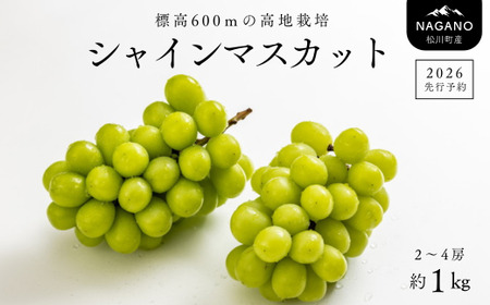 TK09　ぶどう シャインマスカット 約1kg／2026年9月中旬～10月初旬 配送予定 // 長野県 松川町産 南信州 葡萄 ブドウ 種なし 高品質 2～3房 高糖度 高地栽培 シャインマスカット 1kg