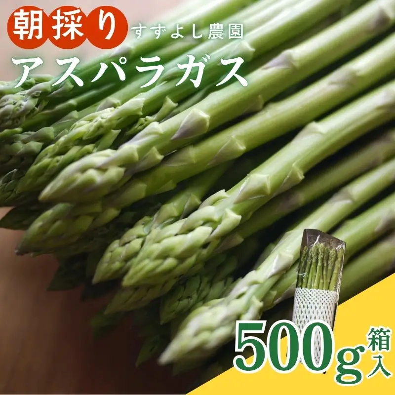No.2878 【農家直送】鮮度抜群！アスパラガス500g箱入　贈答用【2026年発送】