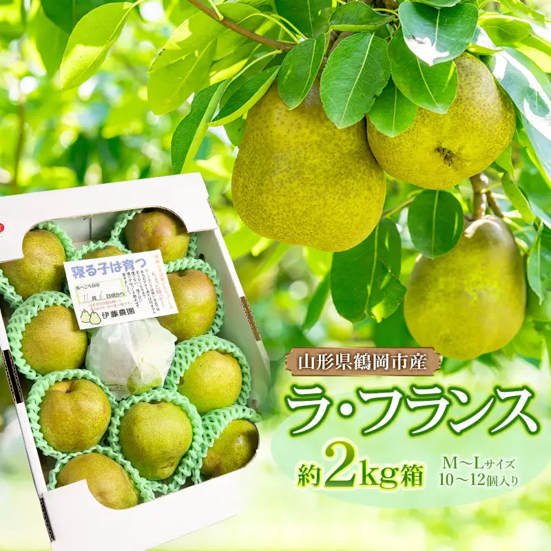 【令和8年産先行予約】家庭用　ラ・フランス 約2kg 箱入　M～Lサイズ（10～12玉入り）　伊藤農園