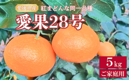 【2026年先行予約】 愛果28号 5kg ご家庭用 紅まどんなと同一品種 農園直送 【12月中旬から順次発送予定】 愛媛 数量限定 愛媛県産 人気 柑橘 伊予市 | B256