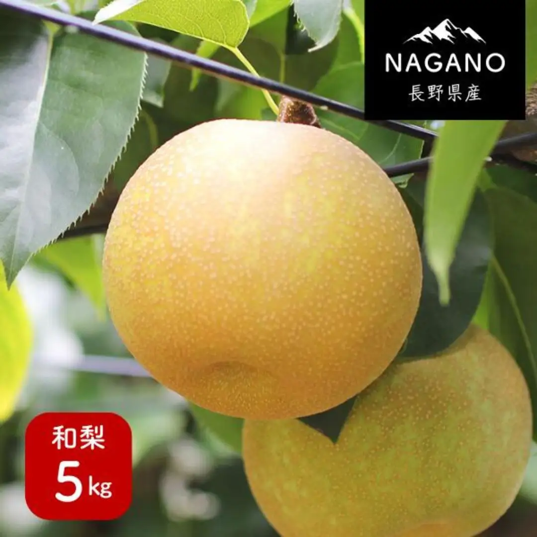 MS02 梨 幸水か豊水（長野県産秀品） 約5kg / 2026年8月下旬～9月中旬頃 配送予定 // 長野県 南信州 梨 なし ナシ 幸水 豊水 贈答 こうすい ほうすい