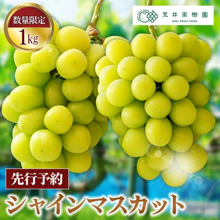 【先行予約】荒井果樹園のシャインマスカット　約1kg ／ 葡萄 ぶどう ブドウ フルーツ 果物 1000g 2房 数量限定 No.068
