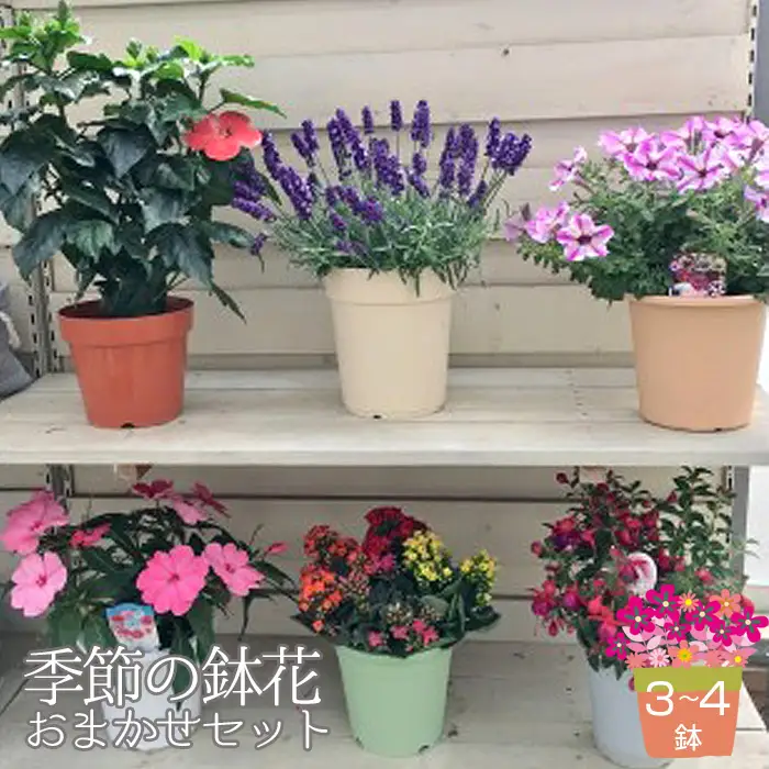 季節の鉢花「おまかせセット」3～4鉢お届け No.133