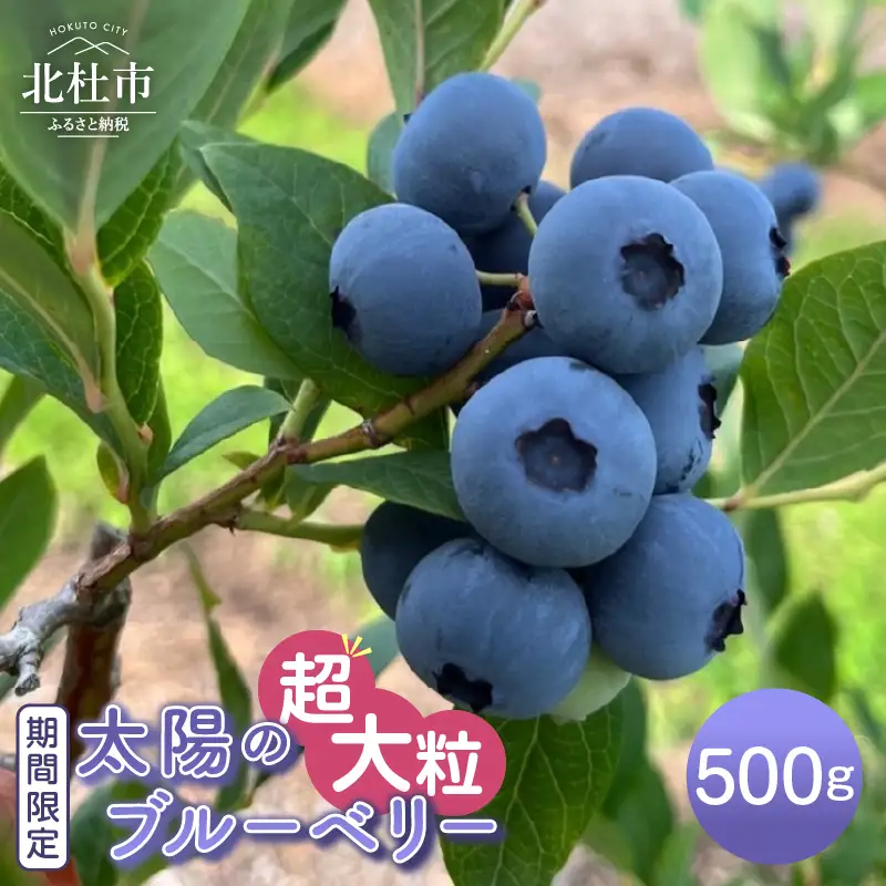 【2026年発送】 超大粒 ブルーベリー 500g ベリー  [h290003]
