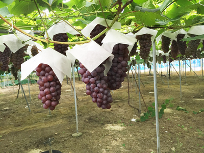 神宮寺ぶどう デラウェア 2kg×1箱 [0314]