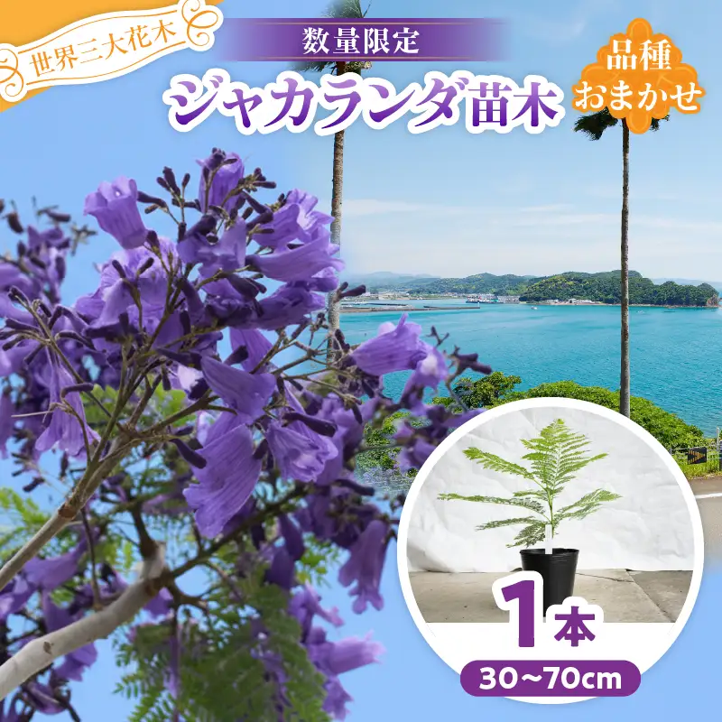 ≪世界三大花木≫ ジャカランダ 苗木 1本 30cm～70cm_C140-25
