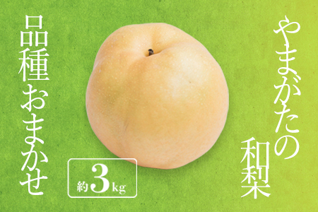 【2026年発送】「秀品」山形県産 和梨（品種おまかせ）約3kg_H175(R8)