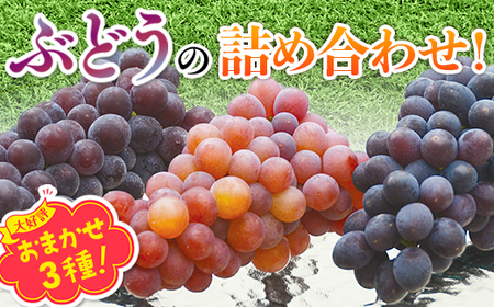 【2026年6月下旬～順次発送 おまかせ3種 ぶどう詰め合わせ 約1.4kg