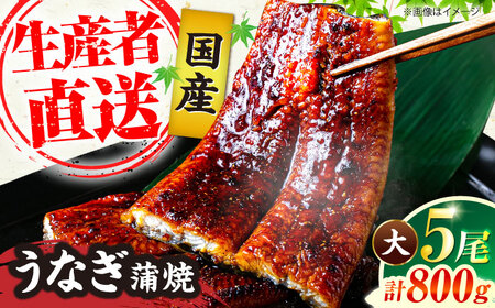 国産うなぎ蒲焼 大5尾 800g[VAD004] 鰻 鰻