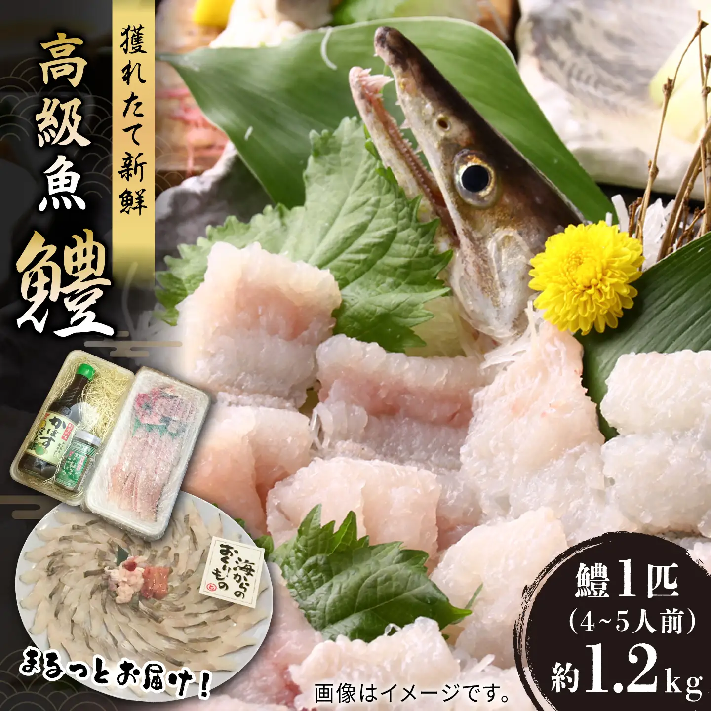 獲れたて直送！ハモ 一本 約1.2kg (4~5人前)魚 鱧 はも 刺身 [VAL001]