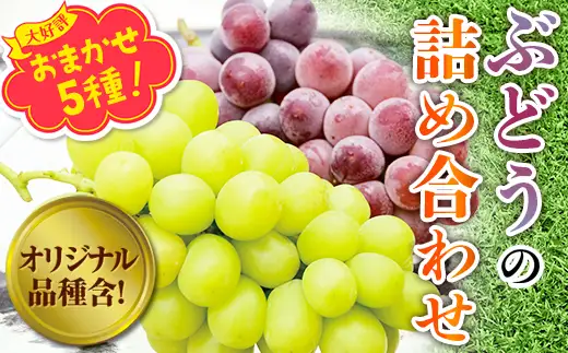 【2026年7月～順次発送】ぶどう5房詰め合わせ(シャインマスカット 大粒ぶどう ここにしかないオリジナル品種) 約2.8kg ※発送前のご連絡についてご注意ください