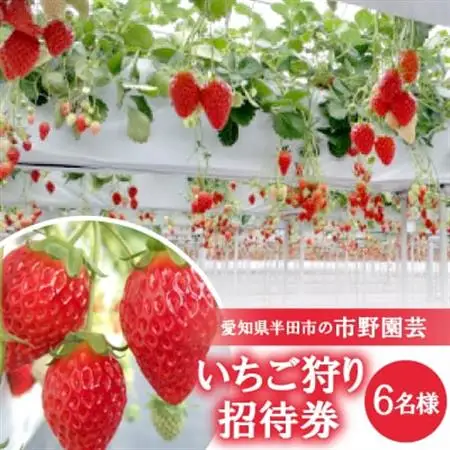 【愛知県半田市の市野園芸】いちご狩り招待券6名様【1402970】