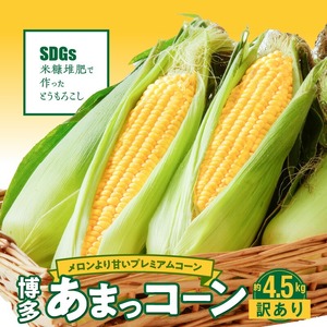 【ふくおかエコ農産物認証】【訳あり】農家直送！SDGs米糠堆肥で作った博多あまっコーンご家庭用カット品 4.5キロ以上（12～20本）【2026年6月より順次出荷】_【ふくおかｴｺ農産物認証】農家直送！SDGs米糠堆肥で作るﾒﾛﾝより甘い博多あまっｺｰﾝ 〔Gv046〕