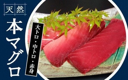 104006　本鮪　大トロ180g中トロ200g赤身200g