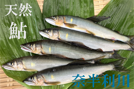 107002　奈半利川の友釣り天然アユ（冷凍）９尾