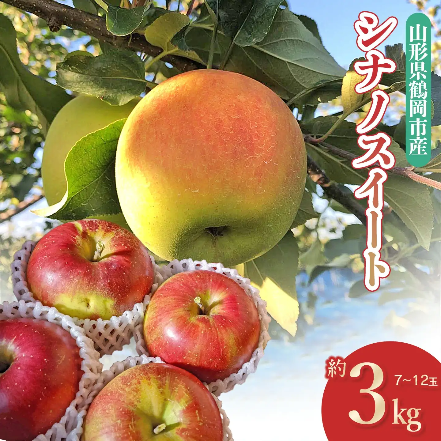 【令和8年産先行予約】　山形県鶴岡産 りんご シナノスイート　約3kg（7～12玉）　庄内産直センター　| リンゴ 林檎 フルーツ 果物 くだもの 旬 産地直送 期間限定 人気 美味しい お取り寄せ 庄内 東北 返礼品