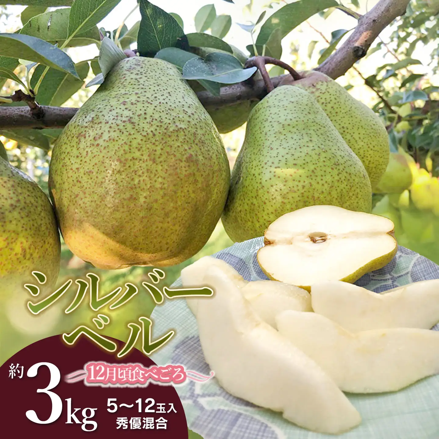 【令和8年産先行予約】シルバーベル（洋梨）約3kg（5～12玉入）　山形県鶴岡市　庄内産直センター　| 洋なし 洋ナシ 果物 くだもの フルーツ 旬 産地直送 期間限定 人気 美味しい お取り寄せ 庄内 東北 返礼品