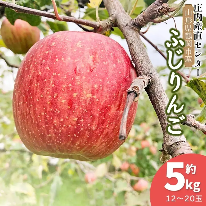 【令和8年産先行予約】家庭用ふじりんご　約5kg(12～20玉)入箱　山形県鶴岡市産　庄内産直センター　| リンゴ りんご 林檎 フルーツ 果物 くだもの 旬 産地直送 期間限定 人気 美味しい お取り寄せ 庄内 東北 返礼品