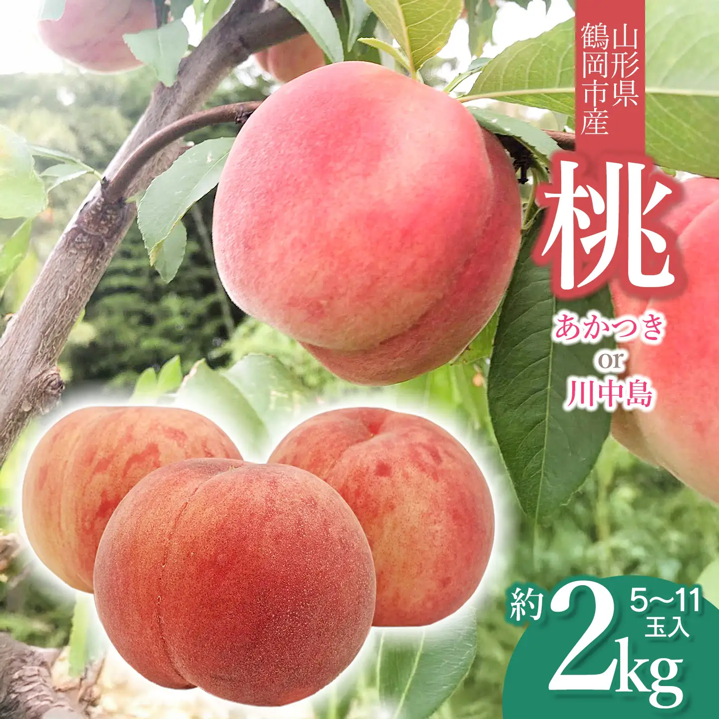【令和8年産先行予約】山形県鶴岡産　桃　約2kg（5～11玉） あかつき or 川中島 どちらか1品種　庄内産直センター　| もも モモ 果物 くだもの フルーツ 旬 産地直送 期間限定 甘い 人気 美味しい お取り寄せ 庄内 東北 返礼品