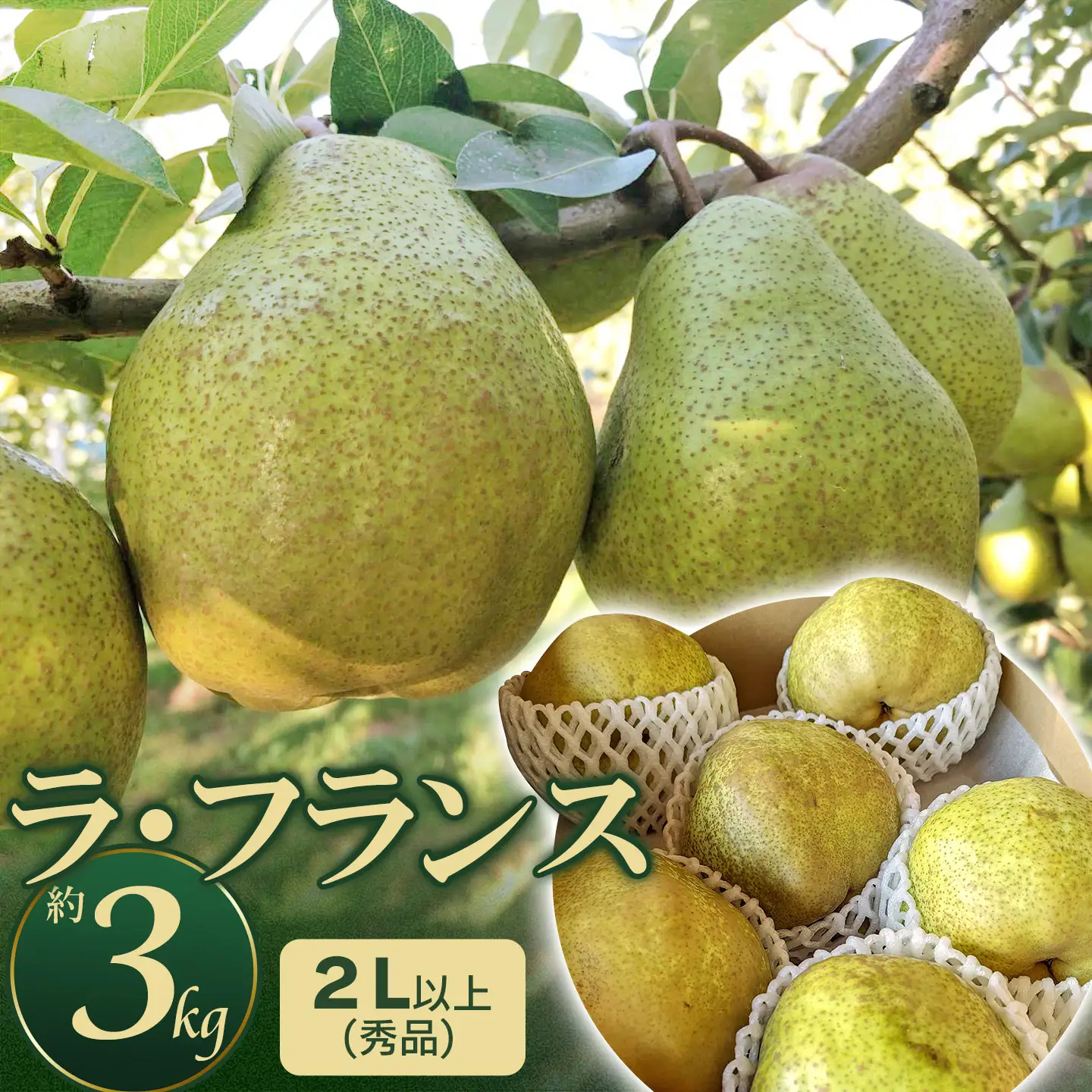【令和8年産先行予約】ラ・フランス　約3kg 2L以上（秀品）　山形県鶴岡市　庄内産直センター　| ラフランス 洋梨 洋なし 果物 くだもの フルーツ 旬 産地直送 期間限定 人気 美味しい お取り寄せ 庄内 東北 返礼品