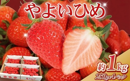 先行予約 いちご やよいひめ 250g×4パック 計1kg いちご