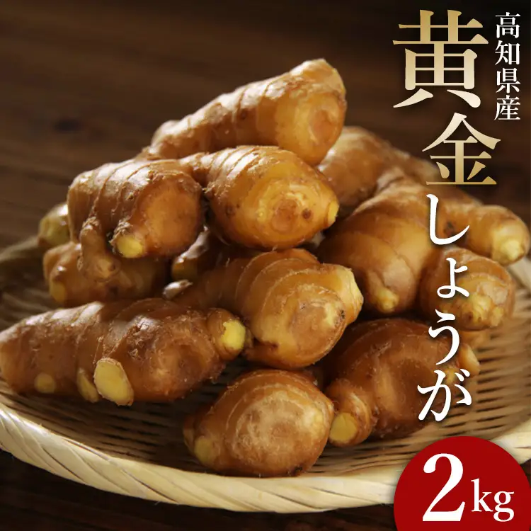 【生姜一筋70年】生姜老舗問屋 黄金しょうが2kg 高知県 香南市 坂田信夫商店 Xnb-0007