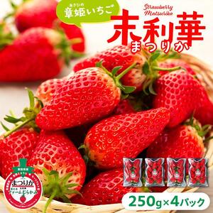 章姫（あきひめ）いちご 4P（250g×4）「末利華（まつりか）」|いちご