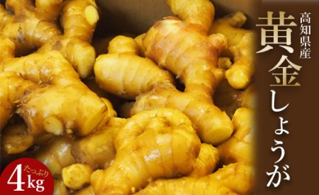 【生姜一筋70年】生姜老舗問屋 黄金しょうが4kg 高知県 香南市 坂田信夫商店 Xnb-0008