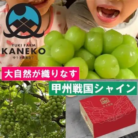 【本場山梨の旬を心ゆくまで堪能】甲州戦国シャインマスカット2026年9月中旬より発送【配送不可地域：離島】【1497109】