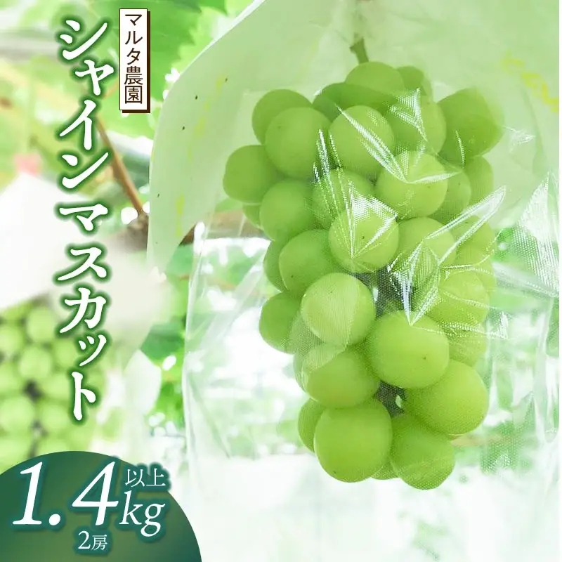 【令和8年産 先行予約】シャインマスカット 1.4kg以上(2房)　山形県鶴岡市産　マルタ農園