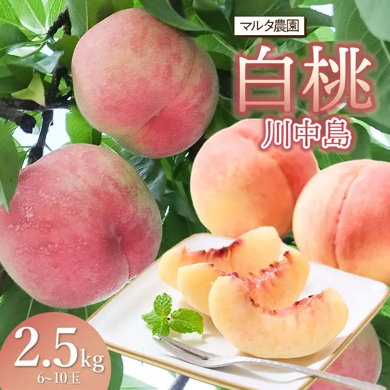 【令和8年産 先行予約】川中島白桃 　2.5kg(6～10玉)　マルタ農園