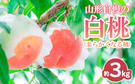 山形自慢の白桃 秀品 3kg (柔らかくなる桃) 【令和8年産先行予約】 FS24-008 くだもの 果物 フルーツ 山形 山形県 山形市 2026年産
