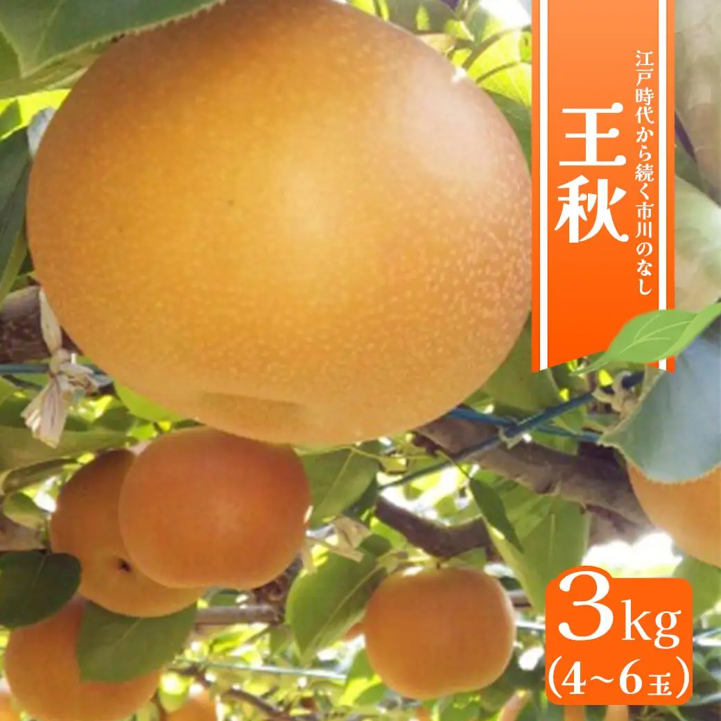 市川の梨　王秋3キロ(４～６個入り）　【12203-0201】