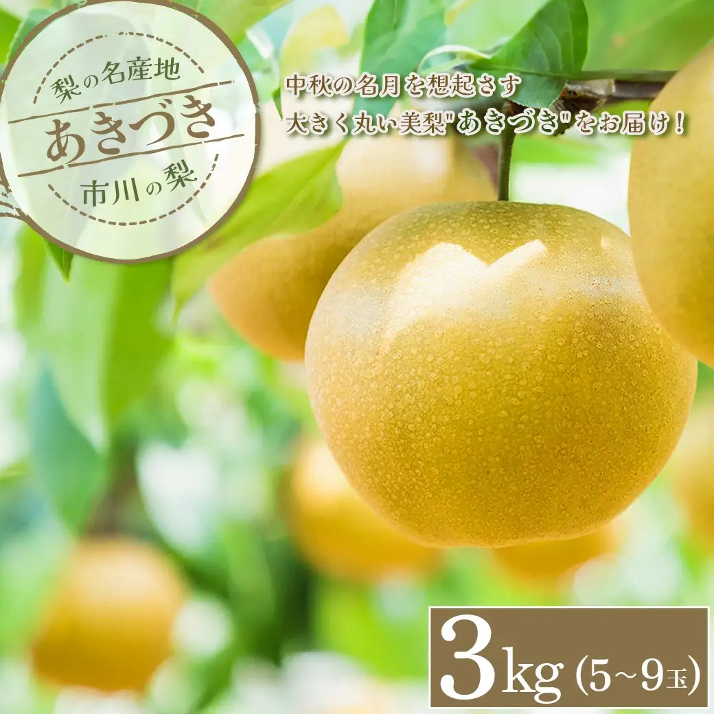市川の梨「あきづき」3kg(5～9玉)　【12203-0218】